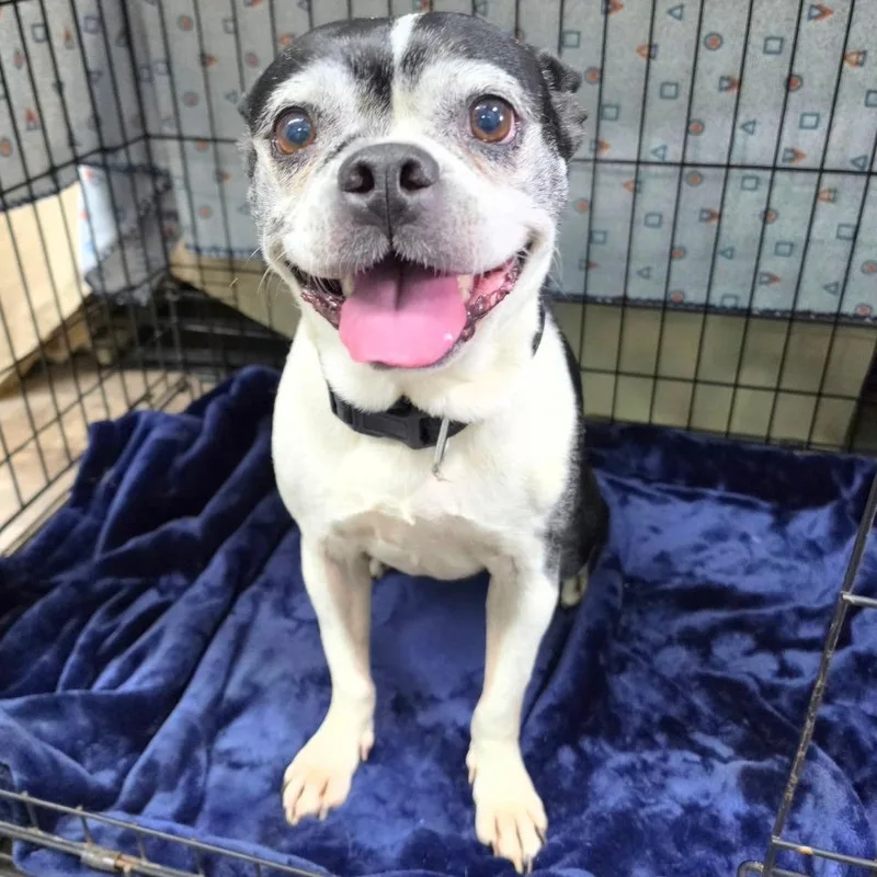 An adult small-sized female Black Boston Terrier dog named Baby GIrl for adoption in Jefferson city, TN