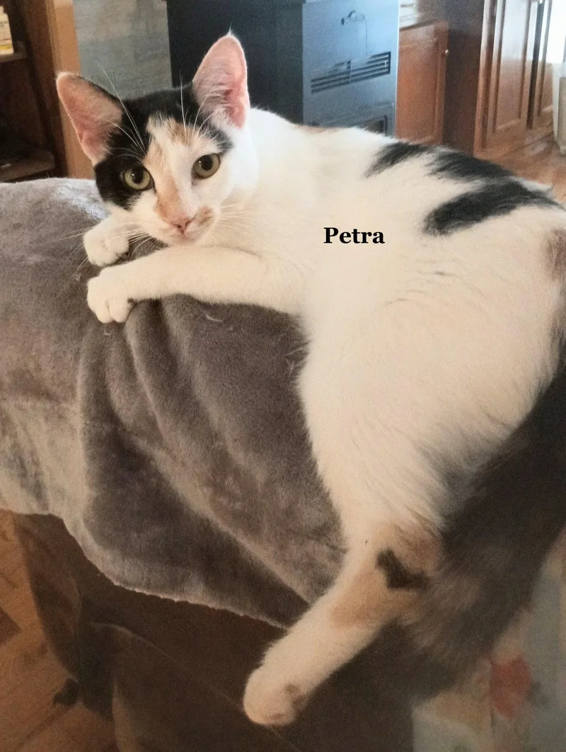 An adult medium-sized female Domestic Short Hair cat named Petra for adoption in Morehead, KY