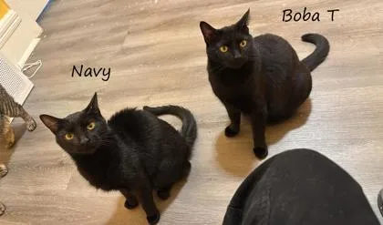An adult medium-sized male Black Domestic Short Hair cat named Boba T for adoption in New York, NY