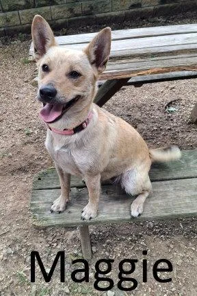 An adult small-sized female Terrier dog named Maggie for adoption in Mountain View, AR