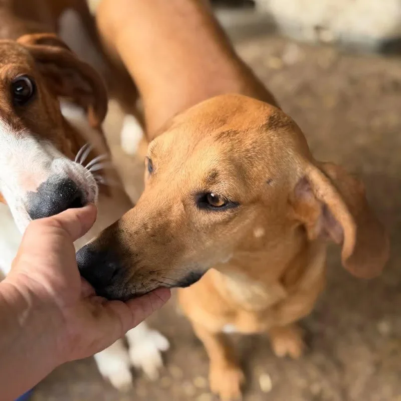 An adult medium-sized female American Foxhound dog named Ruby for adoption in Washington, DC