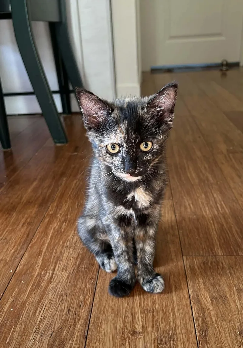 A baby small-sized female Tortoiseshell cat named Mimolette for adoption in Gladstone, OR