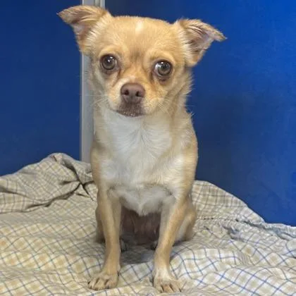 An adult small-sized female Chihuahua dog named Ginger for adoption in Phoenix, AZ