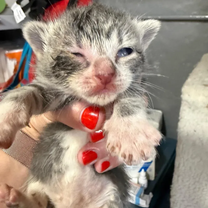A baby small-sized female White Domestic Short Hair cat named Wafer for adoption in Middle Village, NY