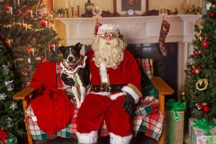 A senior large-sized female Border Collie dog named Daisy for adoption in Bellevue, WA