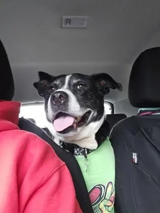 Daisy thumbnail 2