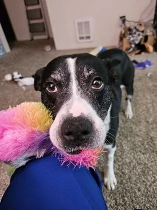 Daisy thumbnail 3