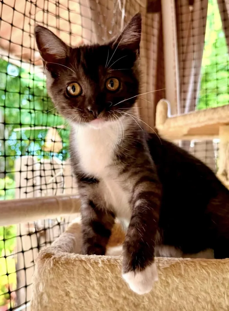 A baby small-sized female Gray / Blue / Silver Domestic Short Hair cat named Wheaties for adoption in San Juan Capistrano, CA