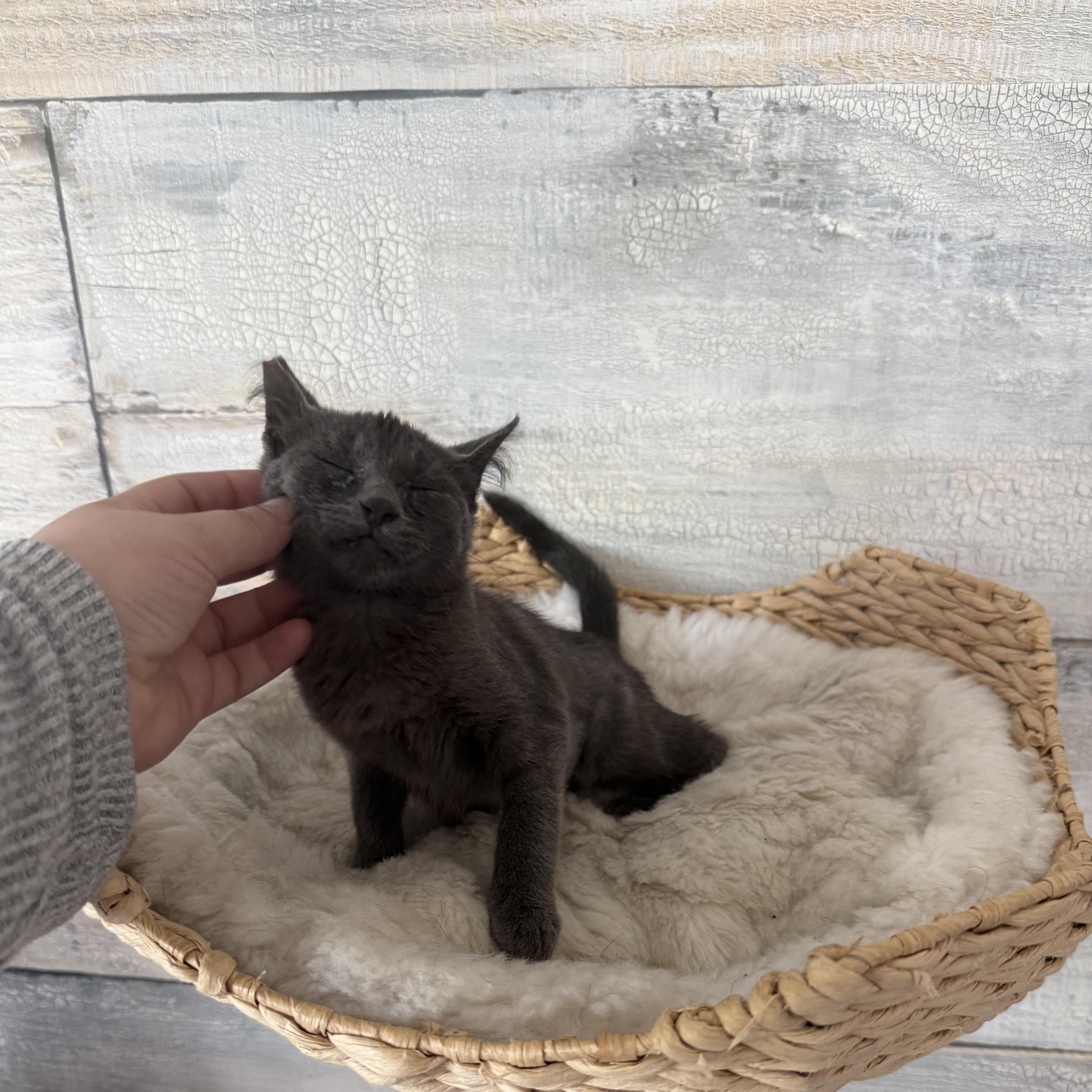 A baby small-sized female Gray / Blue / Silver Russian Blue cat named Mercedes for adoption in San Diego, CA