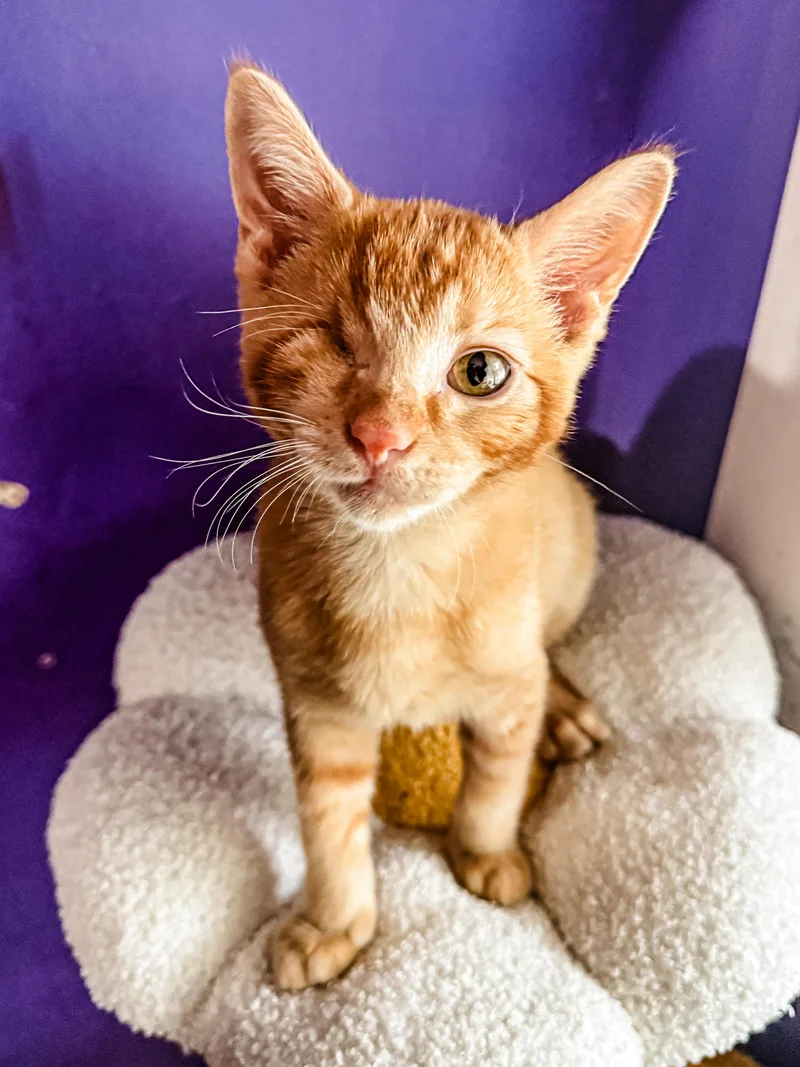 A young medium-sized male Tabby (Orange / Red) Domestic Short Hair cat named K for adoption in Sartell, MN