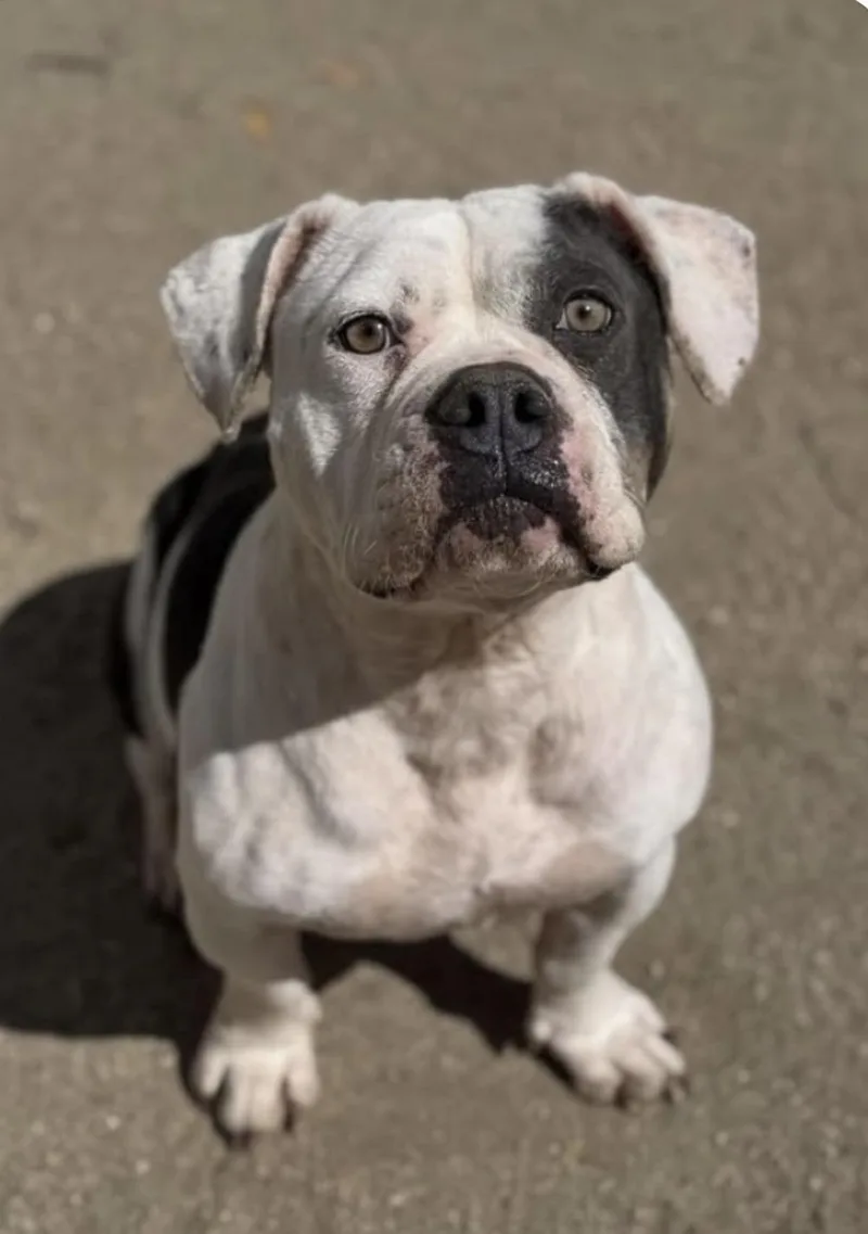 An adult medium-sized female White / Cream English Bulldog dog named Cupcake for adoption in Woodland Hills, CA