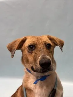 A young small-sized female Mixed Breed dog named Bubbles for adoption in Golden Valley, MN