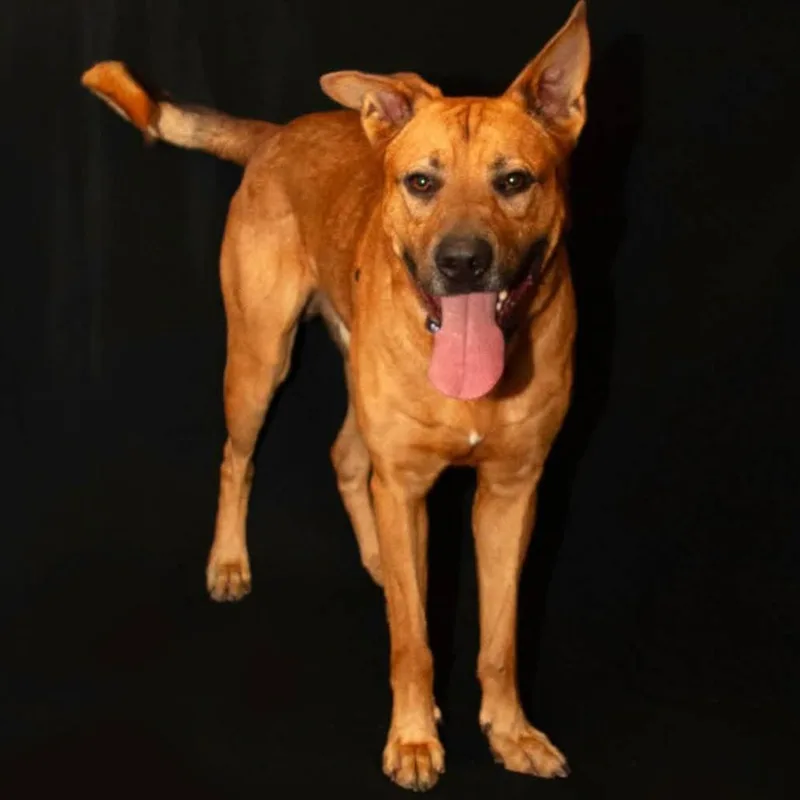 An adult large-sized male Yellow / Tan / Blond / Fawn Mixed Breed dog named Santiago for adoption in Edwardsville, IL