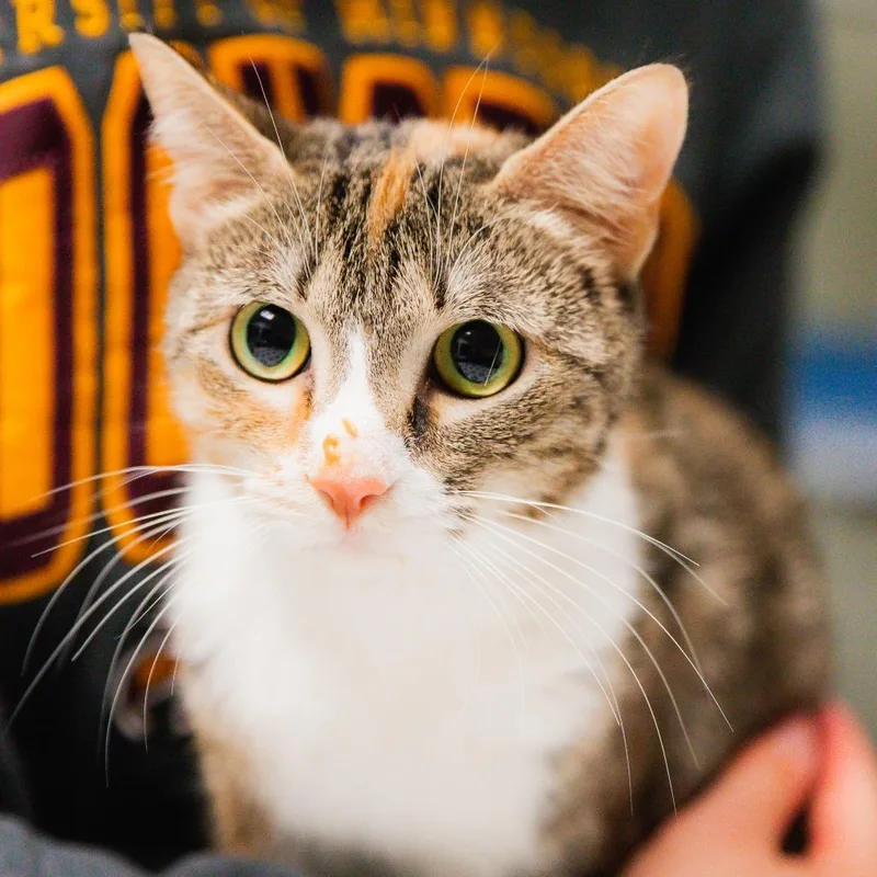 An adult medium-sized female Brown / Chocolate Domestic Short Hair cat named Almira for adoption in St. Paul, MN