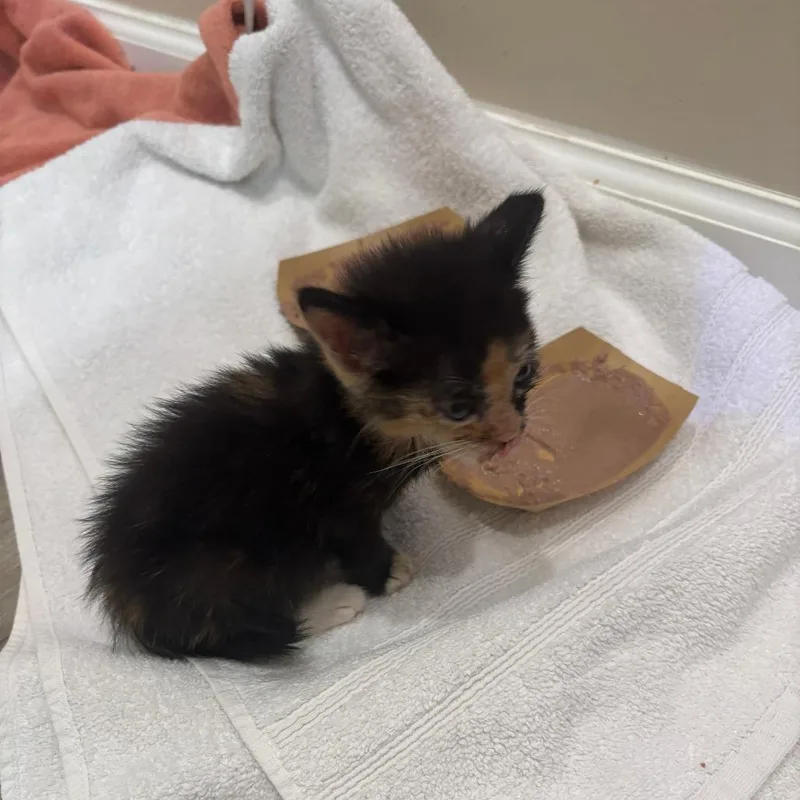 A baby small-sized female Black Domestic Short Hair cat named Mooch for adoption in Austin, TX