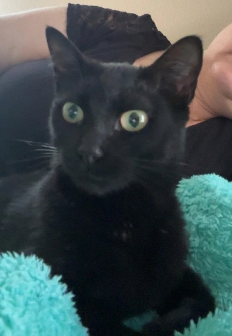 An adult small-sized female Black Domestic Short Hair cat named Hazel for adoption in Pensacola, FL