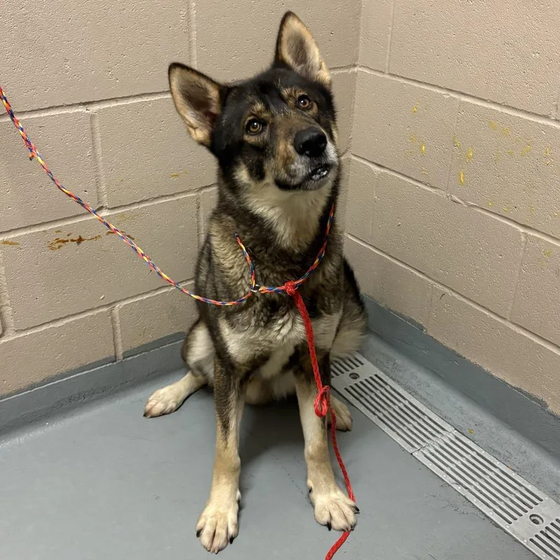 An adult medium-sized male Black Siberian Husky dog named Pop for adoption in Tacoma, WA