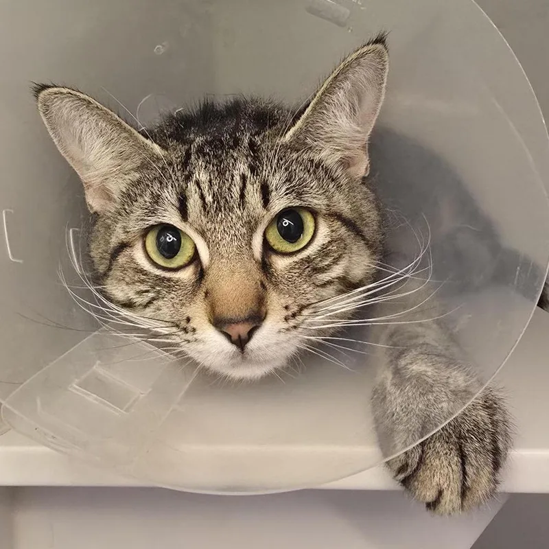 A young medium-sized female Domestic Short Hair cat named Kairi for adoption in Los Angeles, CA