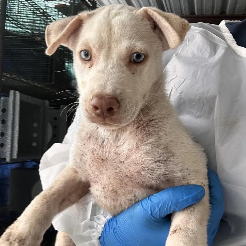 A baby small-sized male White / Cream Shepherd dog named Deeno for adoption in Edinburg, TX