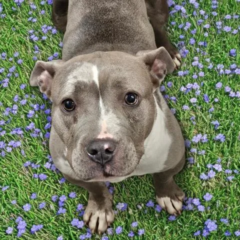 An adult medium-sized female Pit Bull Terrier dog named Pree for adoption in Clinton Township, MI