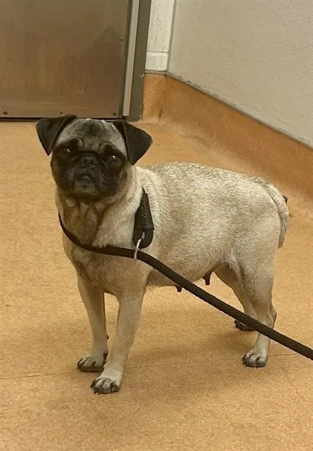 An adult small-sized female Pug dog named Kettle Corn for adoption in Martinez, CA