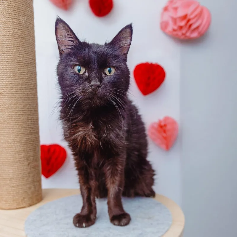 A young small-sized female Domestic Short Hair cat named Lilly for adoption in Los Angeles, CA
