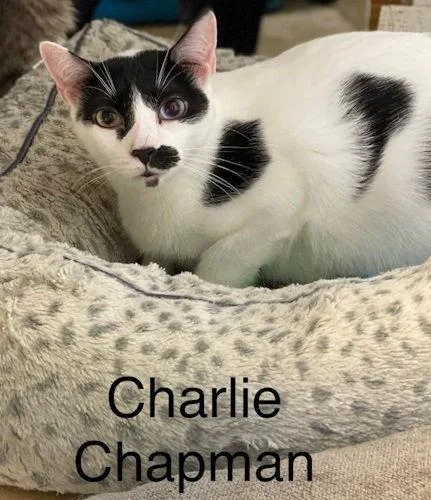 Charlie Chapman  Center thumbnail 2