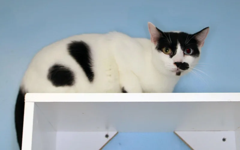 Charlie Chapman  Center thumbnail 3