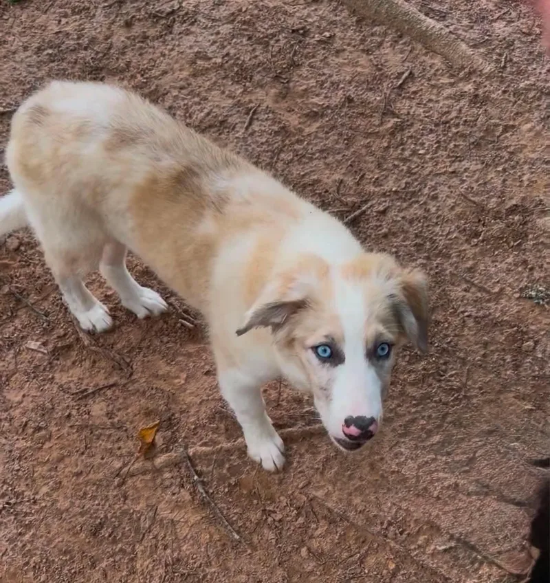 A baby large-sized female Australian Shepherd dog named Dior for adoption in New Baltimore, MI
