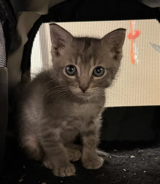 A baby small-sized male Domestic Short Hair cat named Fish for adoption in Ontario, CA