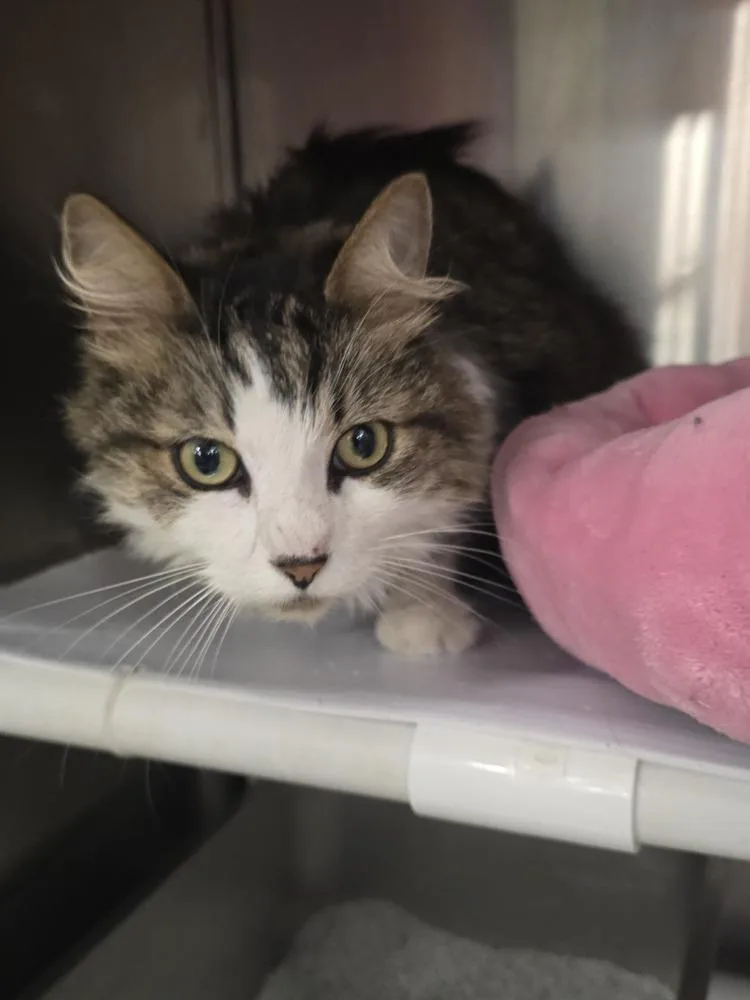 An adult medium-sized male Domestic Medium Hair cat named Crosby for adoption in Pittstown, NJ