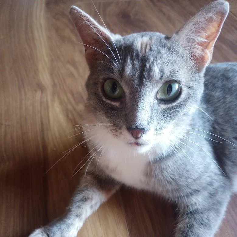 A young small-sized female Gray / Blue / Silver Domestic Short Hair cat named Medley for adoption in Sioux Falls, SD