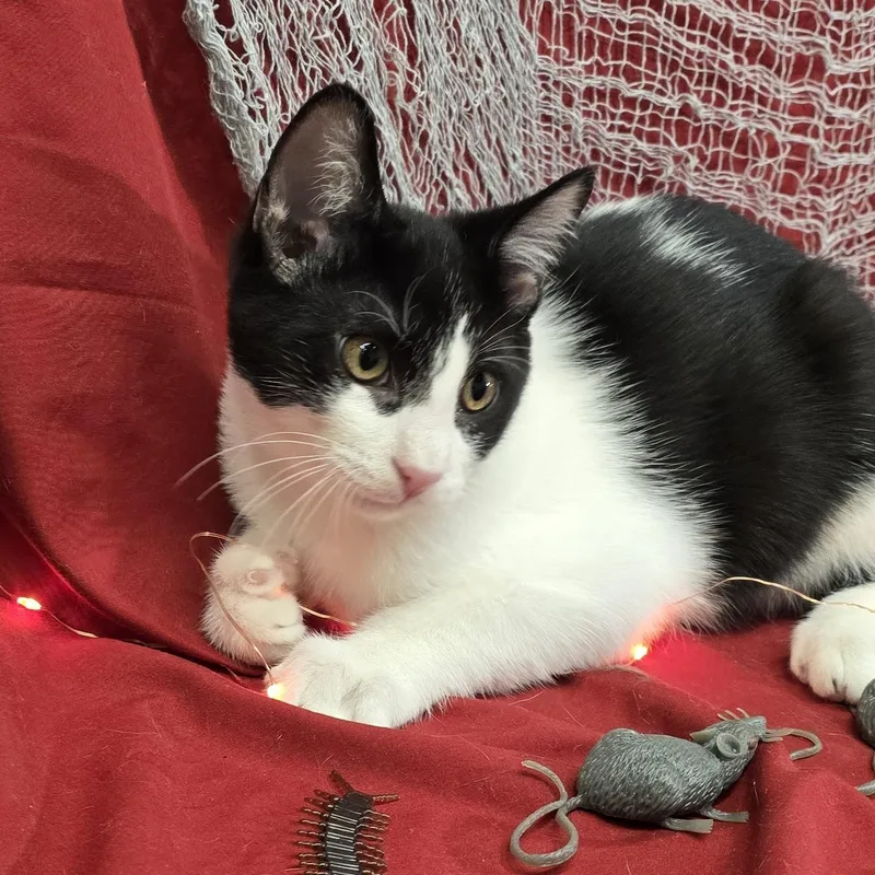 A baby medium-sized male Black & White / Tuxedo Domestic Short Hair cat named Cap'n Cruch for adoption in Payson, AZ