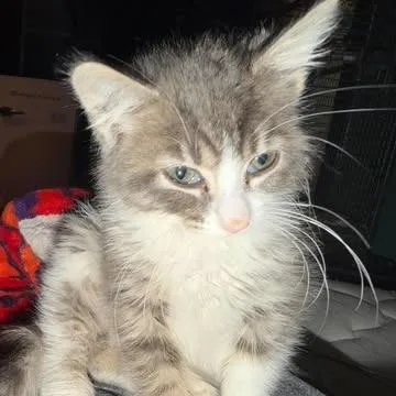 A baby small-sized female Domestic Short Hair cat named Entei for adoption in Shinnston, WV