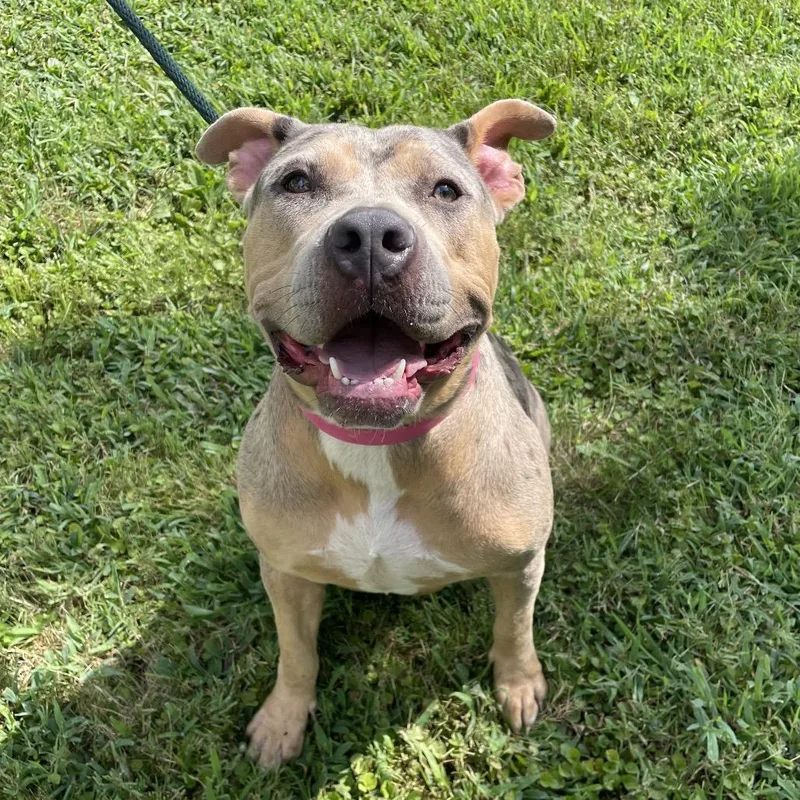An adult large-sized female Black Mixed Breed dog named Sarabi for adoption in Chattanooga, TN