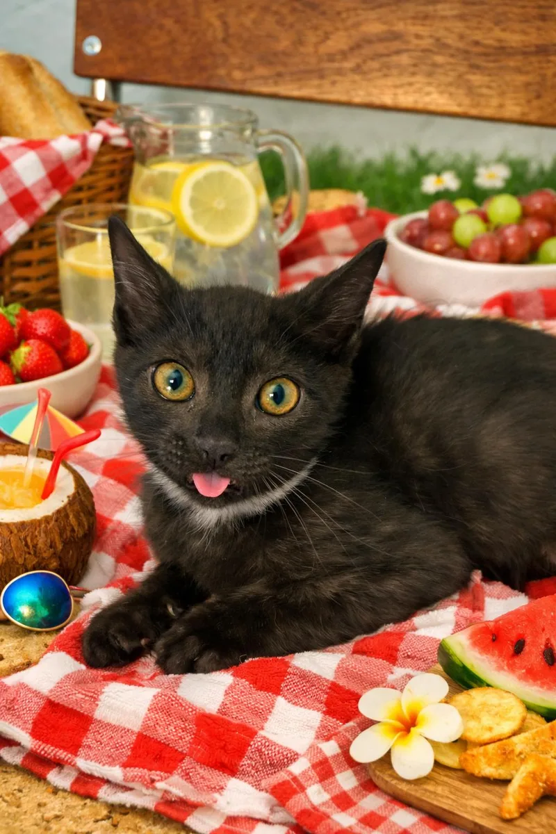 A baby medium-sized male Black Domestic Short Hair cat named Affie for adoption in Fremont, CA