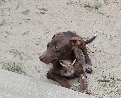 Hershey