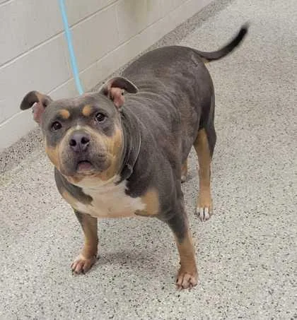 An adult extra large-sized female Gray / Blue / Silver Pit Bull Terrier dog named Good Golly for adoption in Kansas City, MO