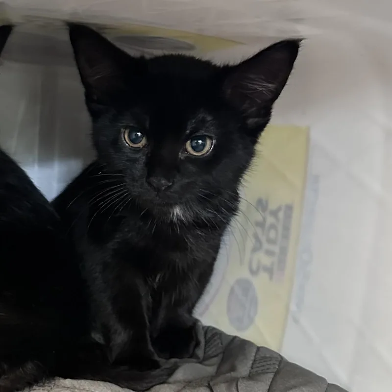 A baby small-sized female Black Domestic Short Hair cat named Echo for adoption in Manhattan, KS