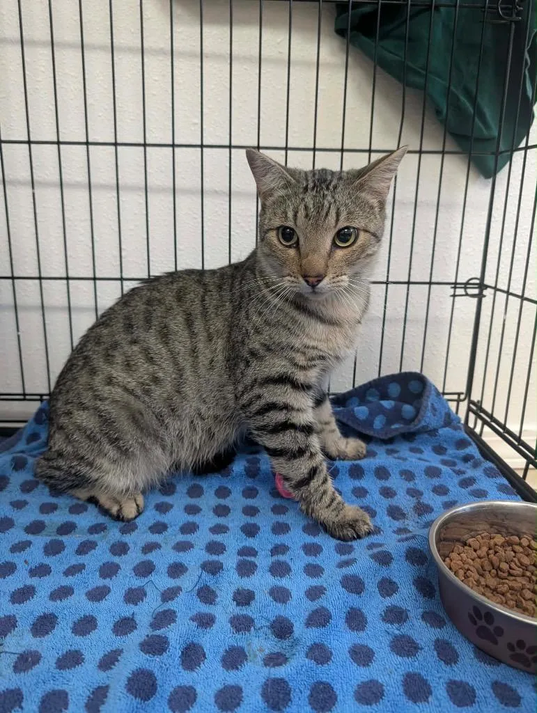 A young medium-sized male Tabby cat named Mug for adoption in Grand Junction, CO
