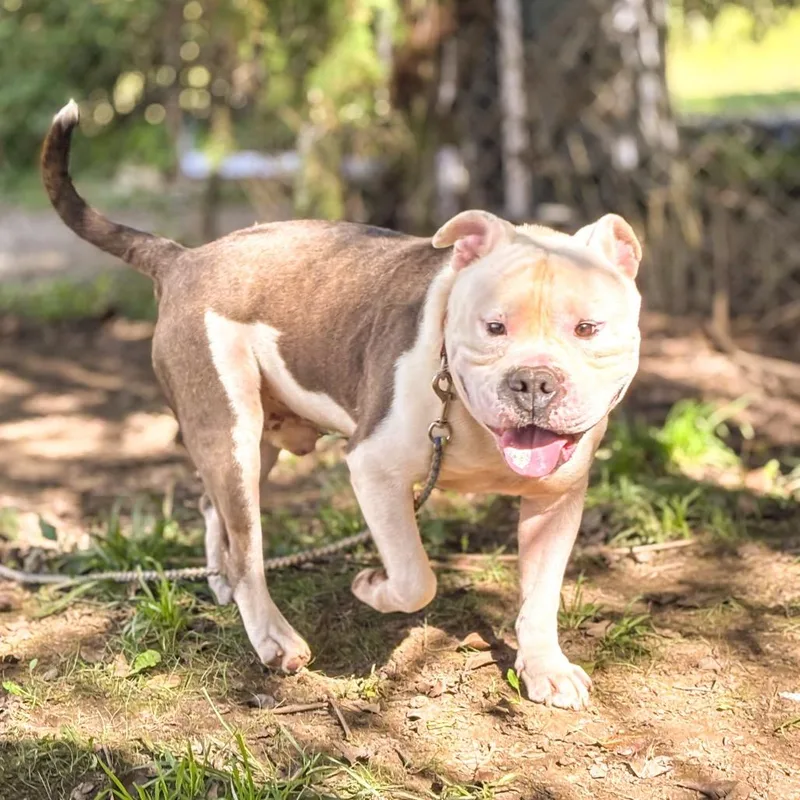 An adult small-sized male English Bulldog dog named Chance for adoption in Springboro, OH