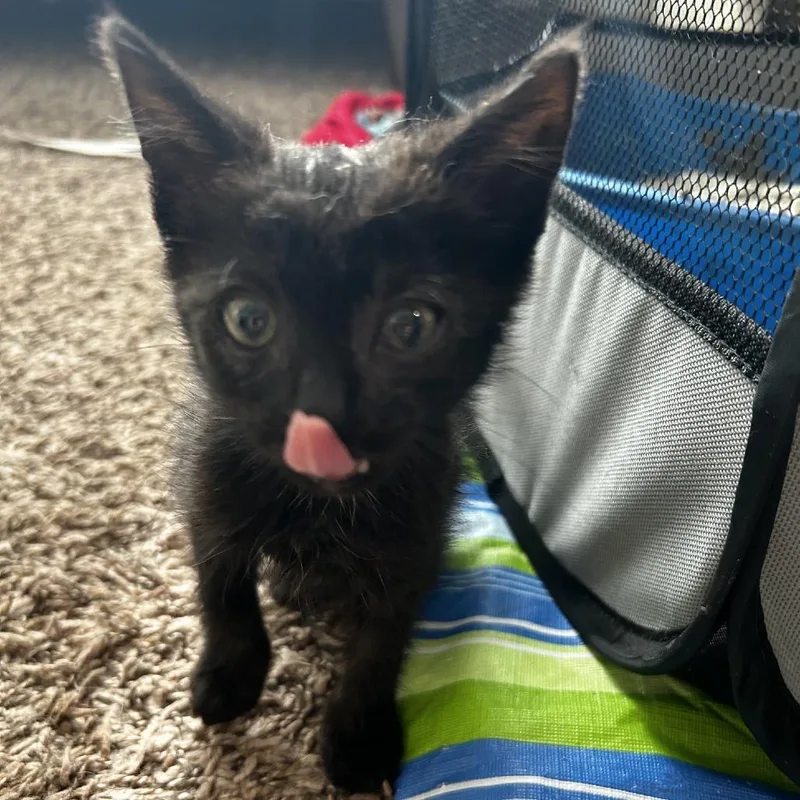 A baby small-sized female Black Domestic Short Hair cat named Dahliah for adoption in Winston-Salem, NC