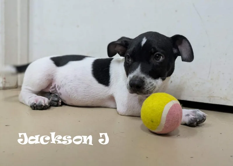 Jackson J thumbnail 2