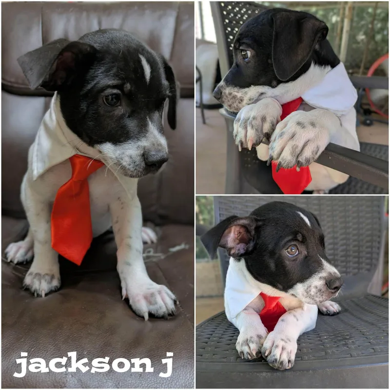 Jackson J thumbnail 3