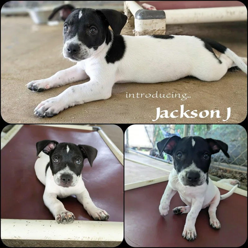 Jackson J thumbnail 4