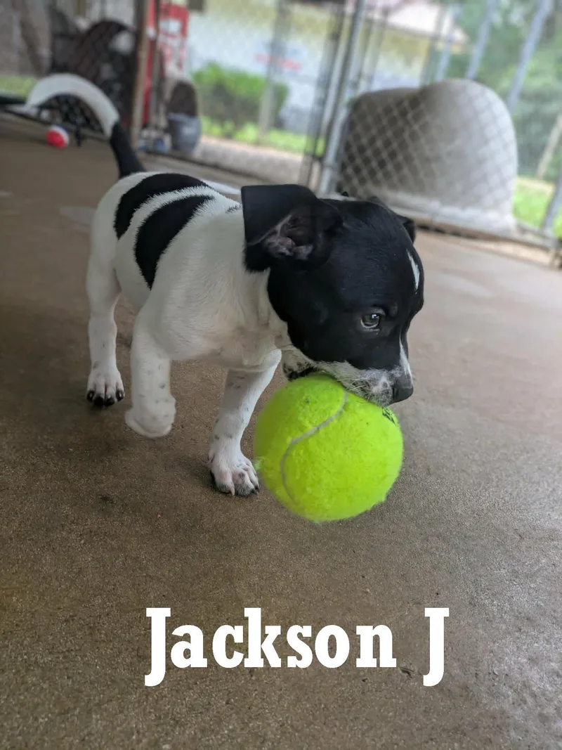 Jackson J thumbnail 5