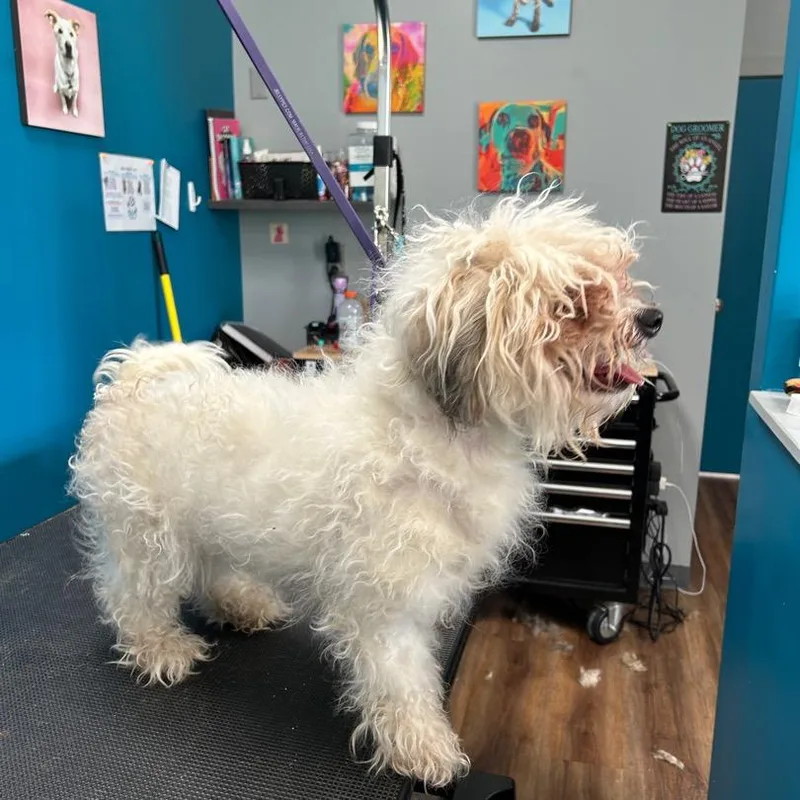 Buttercup thumbnail 2