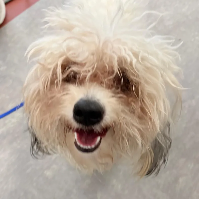 Buttercup thumbnail 3