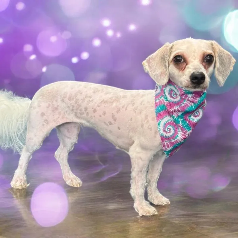 Buttercup thumbnail 4