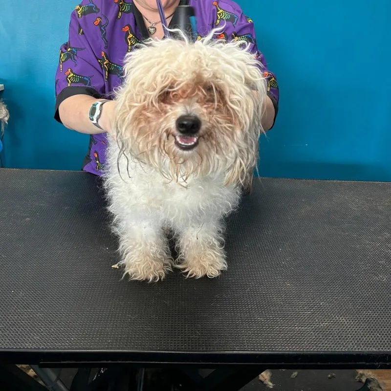 Buttercup thumbnail 5